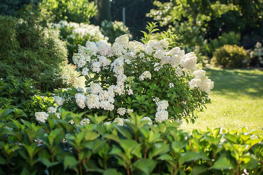 Hydrangea Paniculata 'strawberry Sundae' - View 18 from www redcrocus com