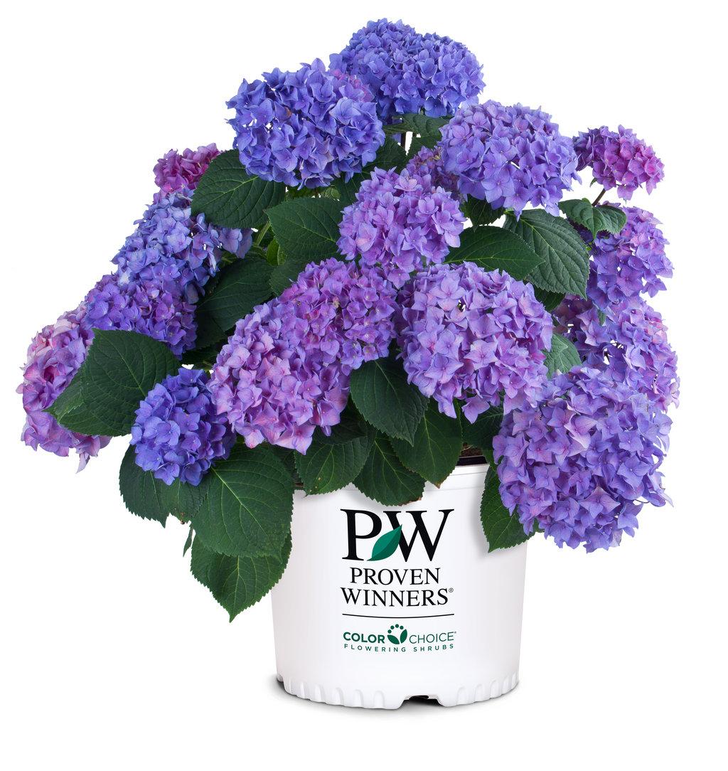 Hydrangea Macrophylla Let S Dance Rhythmic Blue - View 2 from www redcrocus com