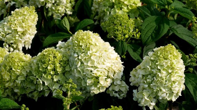 Hydrangea Paniculata Little Hottie - View 6 from www redcrocus com