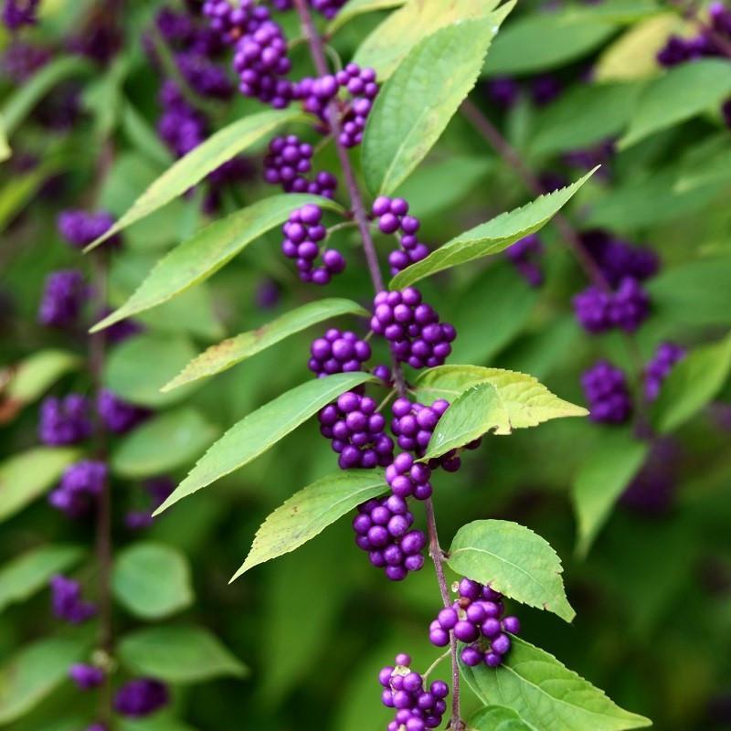 Callicarpa Americana - View 13 from www redcrocus com
