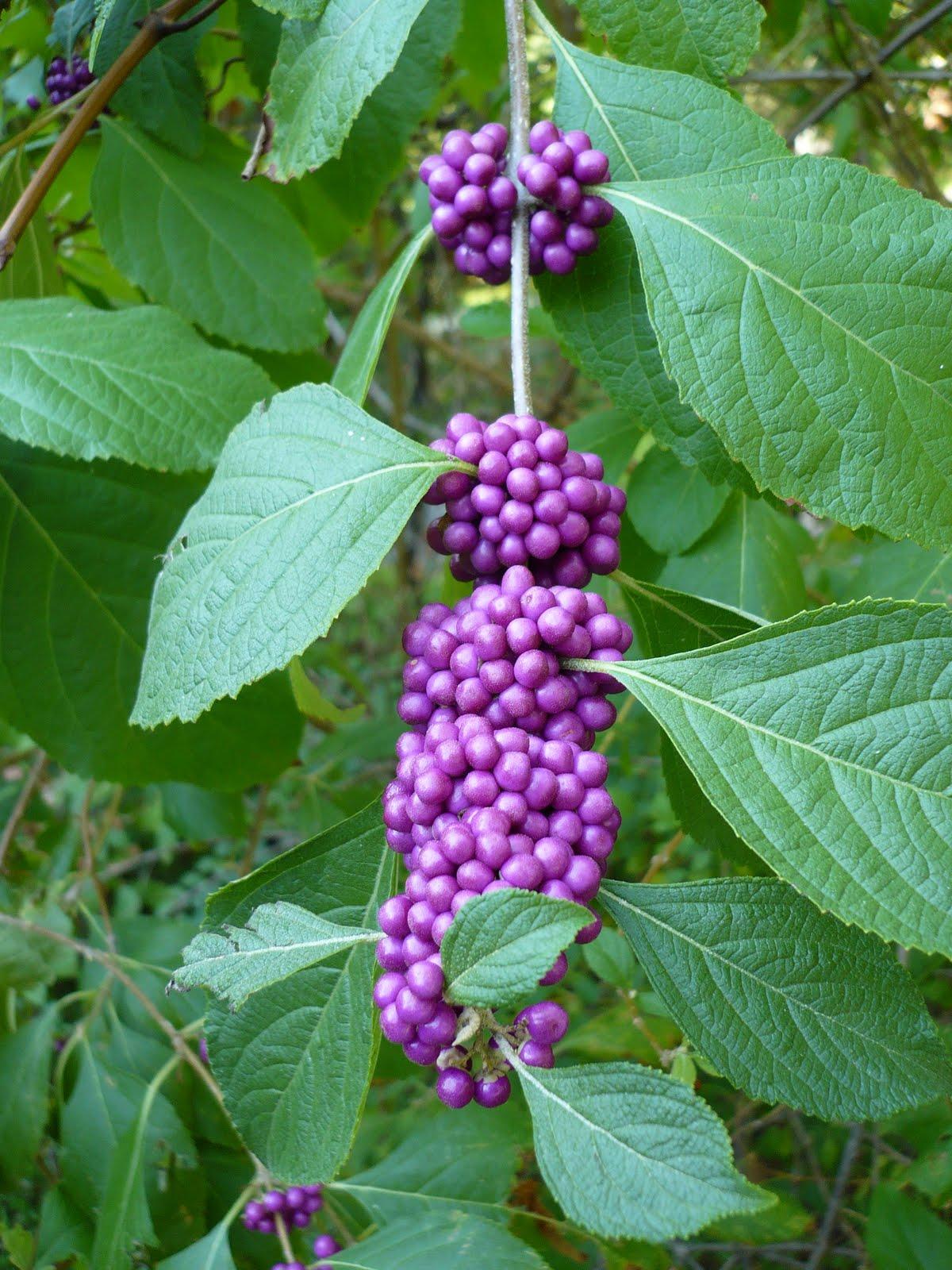 Callicarpa Americana - View 15 from www redcrocus com