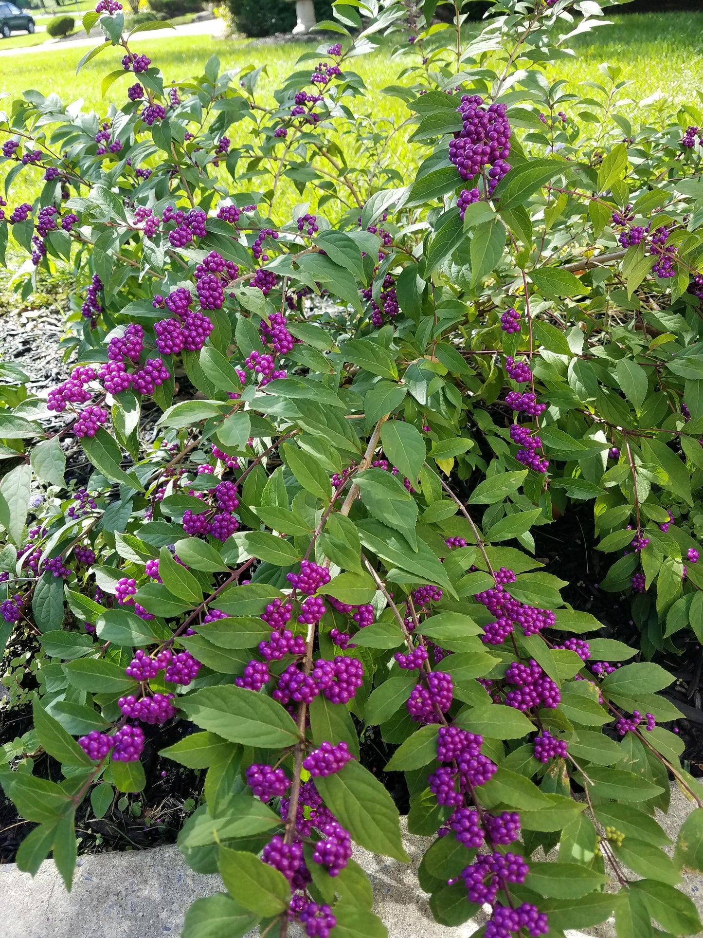 Callicarpa Americana - View 18 from www redcrocus com