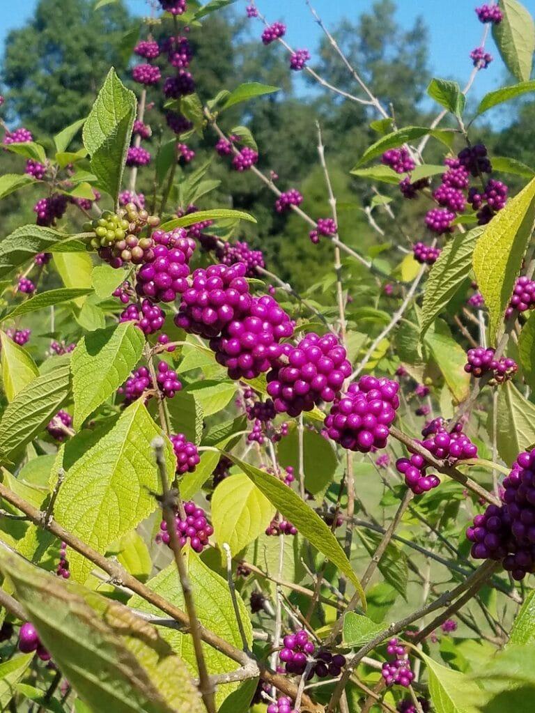 Callicarpa Americana - View 7 from www redcrocus com