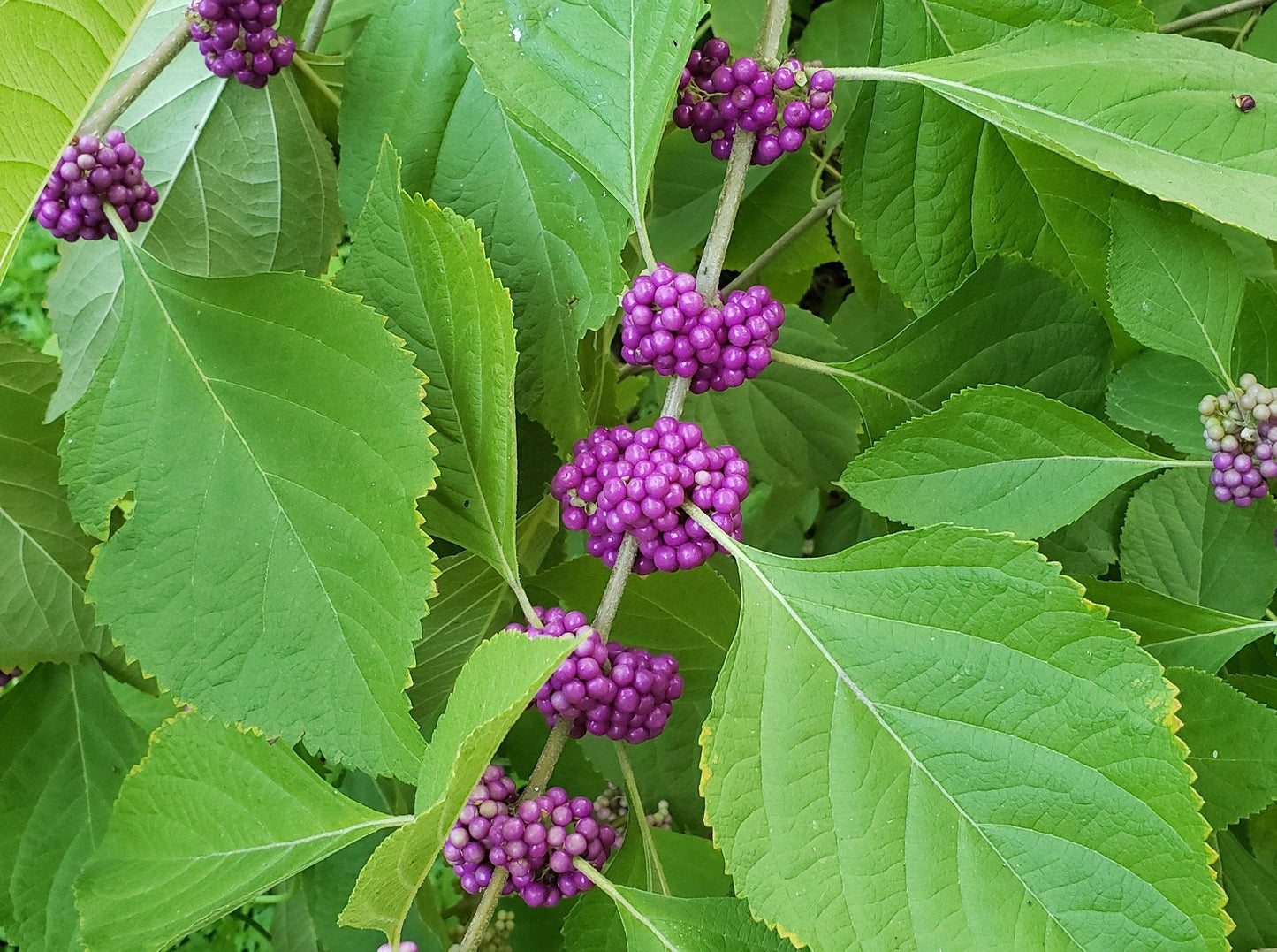 Callicarpa Americana - View 8 from www redcrocus com