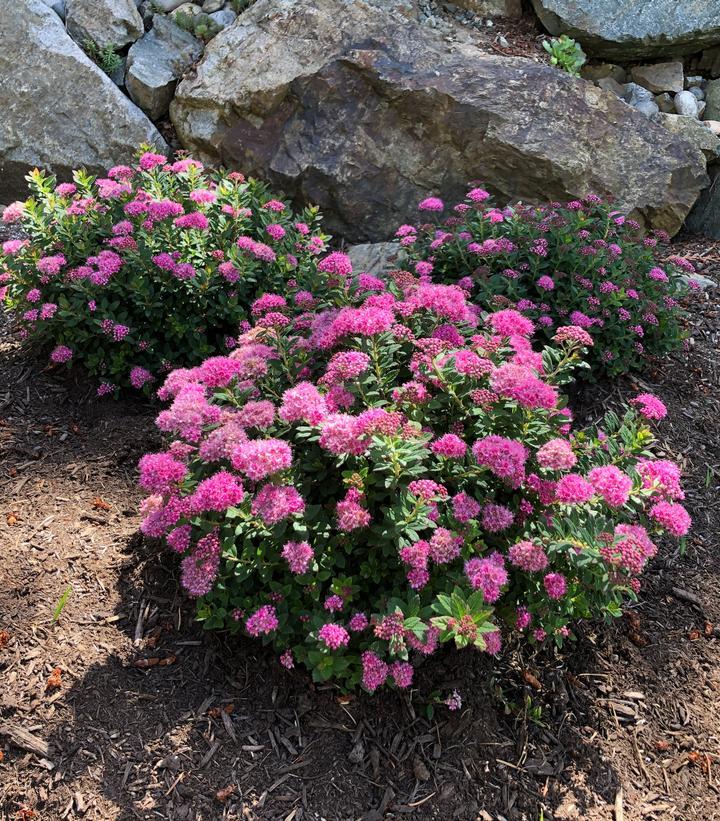 Spirea Japonica Poprocks Petite - View 13 from www redcrocus com