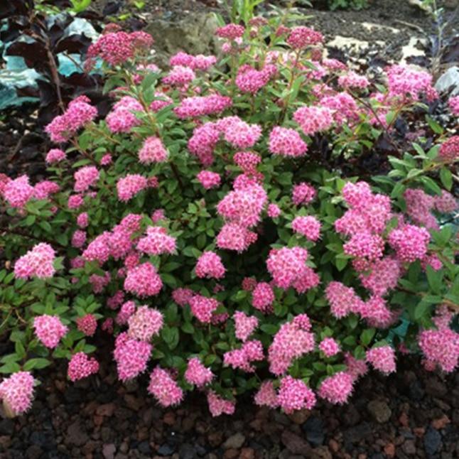 Spirea Japonica Poprocks Petite - View 14 from www redcrocus com
