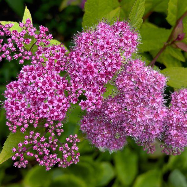 Spirea Japonica Poprocks Petite - View 15 from www redcrocus com