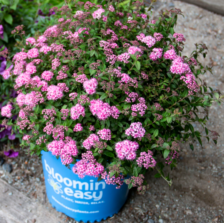 Spirea Japonica Poprocks Petite - View 16 from www redcrocus com