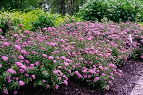 Spirea Japonica Poprocks Petite - View 17 from www redcrocus com