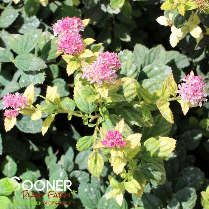 Spirea Japonica Poprocks Petite - View 19 from www redcrocus com