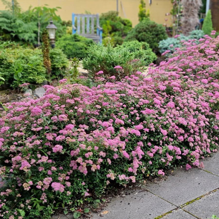 Spirea Japonica Poprocks Petite - View 1 from www redcrocus com
