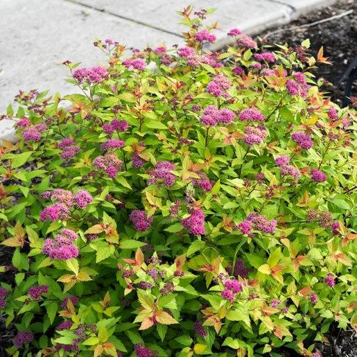 Spirea Japonica Poprocks Petite - View 2 from www redcrocus com