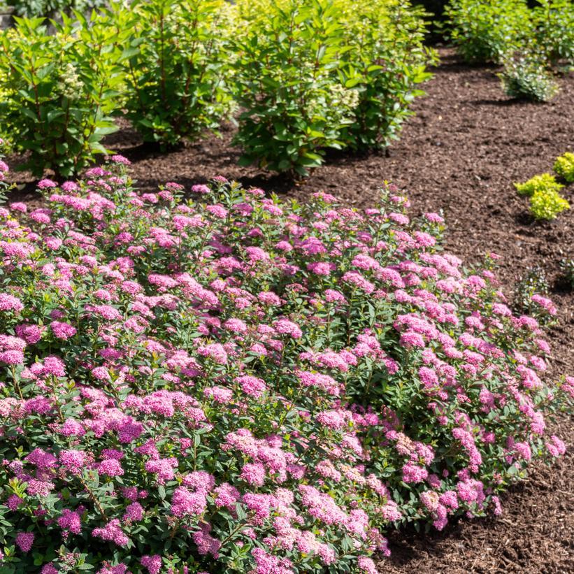 Spirea Japonica Poprocks Petite - View 3 from www redcrocus com