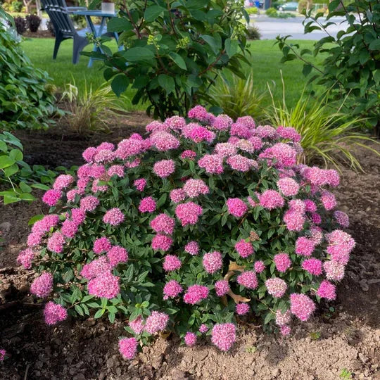 Spirea Japonica Poprocks Petite - View 3 from www redcrocus com