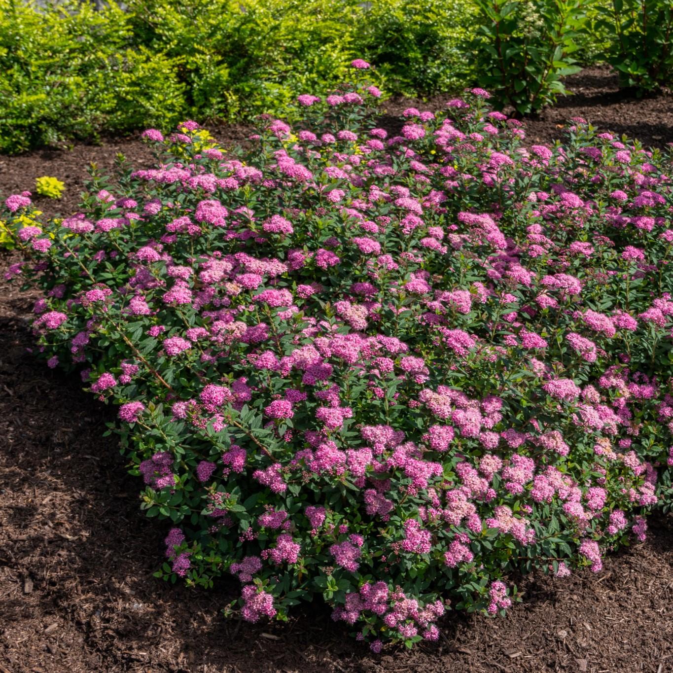 Spirea Japonica Poprocks Petite - View 4 from www redcrocus com