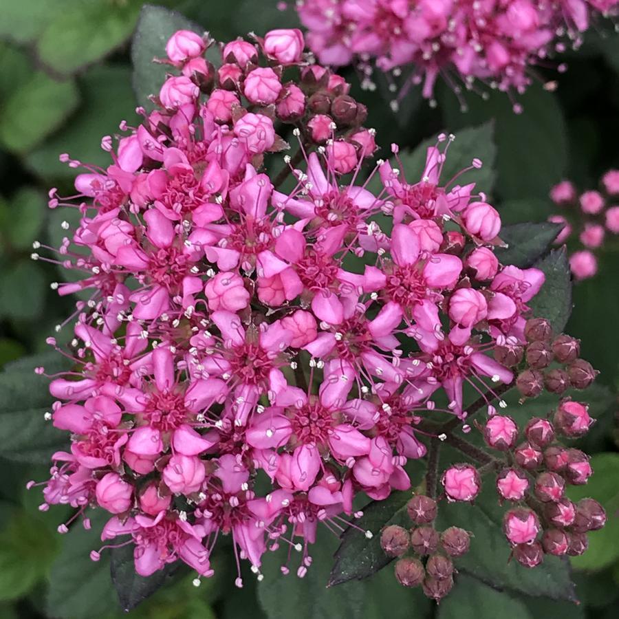 Spirea Japonica Poprocks Petite - View 5 from www redcrocus com