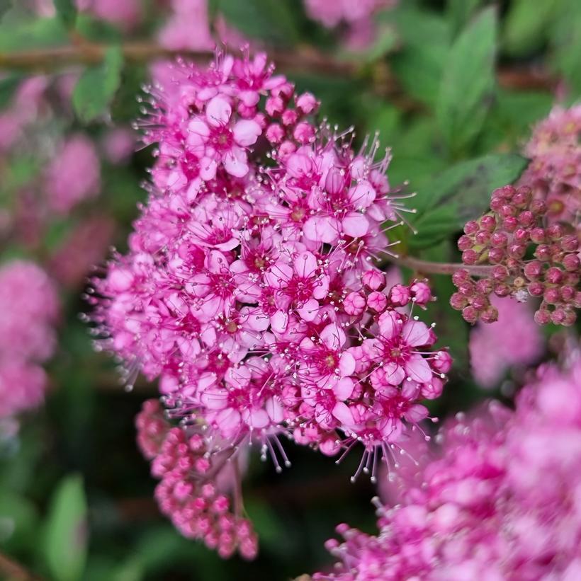 Spirea Japonica Poprocks Petite - View 6 from www redcrocus com