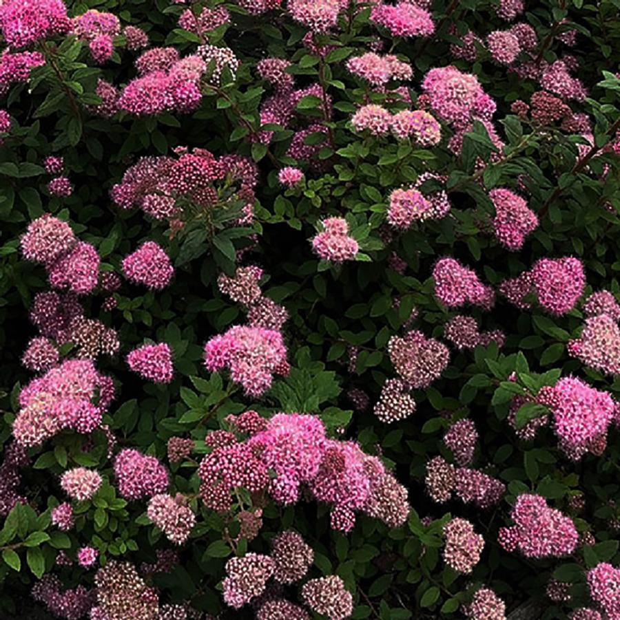 Spirea Japonica Poprocks Petite - View 7 from www redcrocus com