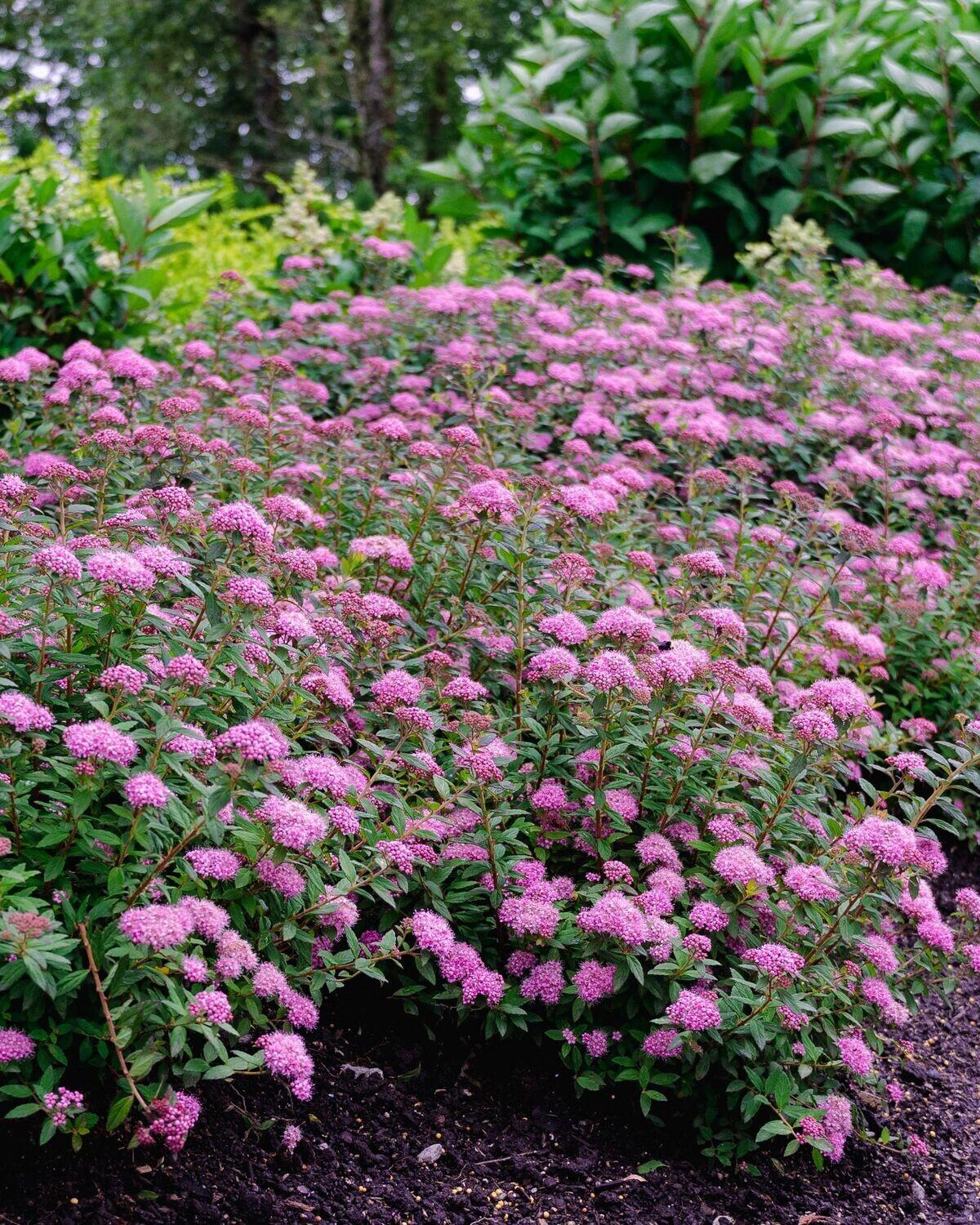 Spirea Japonica Poprocks Petite - View 8 from www redcrocus com
