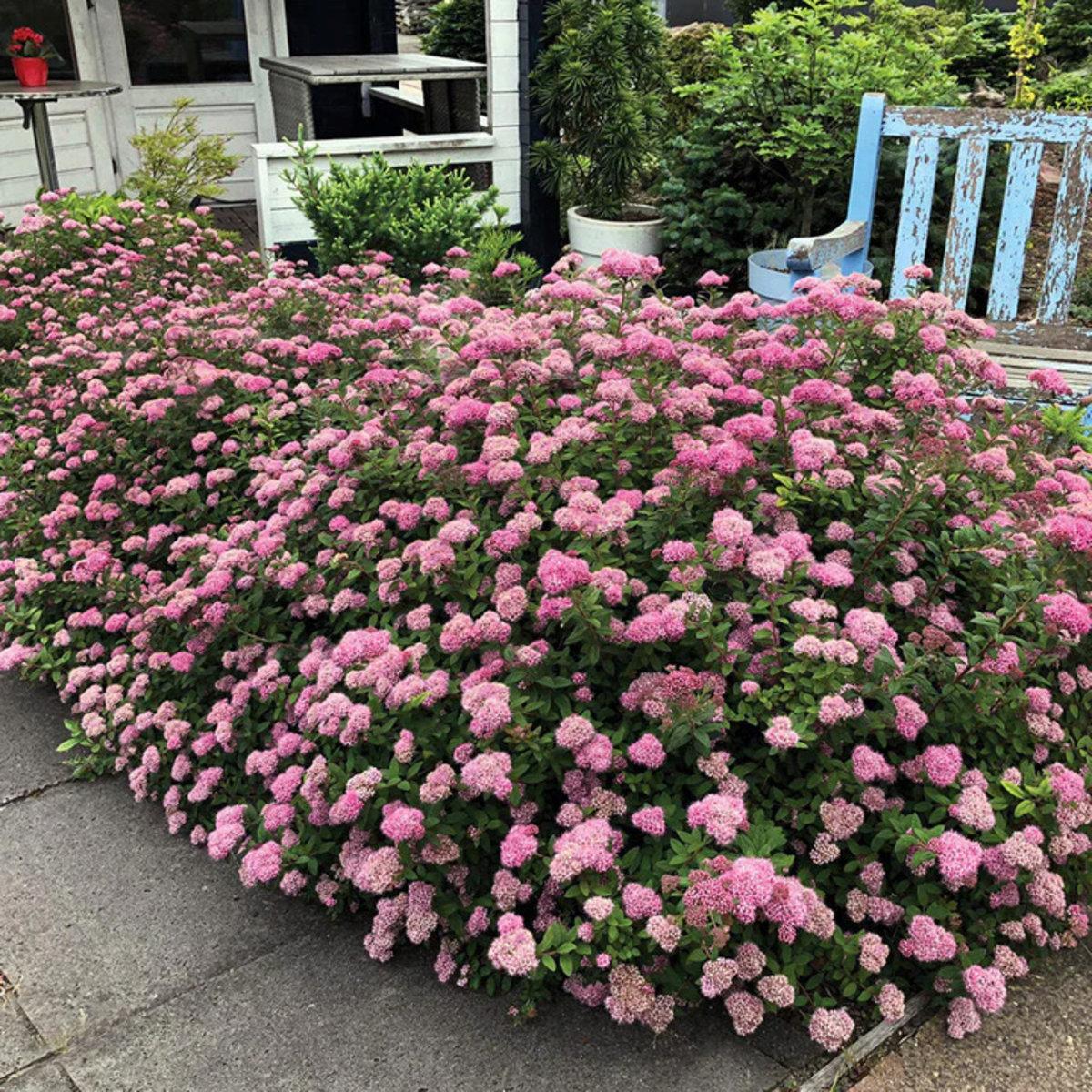 Spirea Japonica Poprocks Petite - View 9 from www redcrocus com