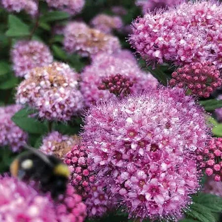 Spirea Japonica Poprocks Petite - View 9 from www redcrocus com