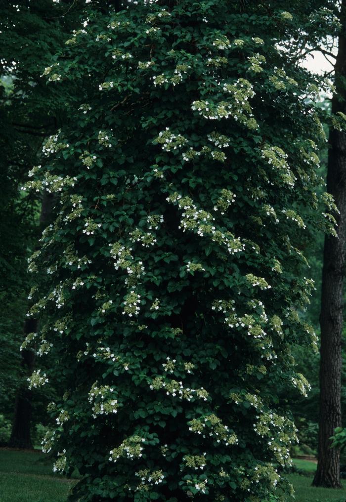 Hydrangea Petiolaris Staked - View 13 from www redcrocus com