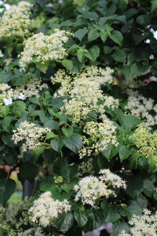 Hydrangea Petiolaris Staked - View 18 from www redcrocus com