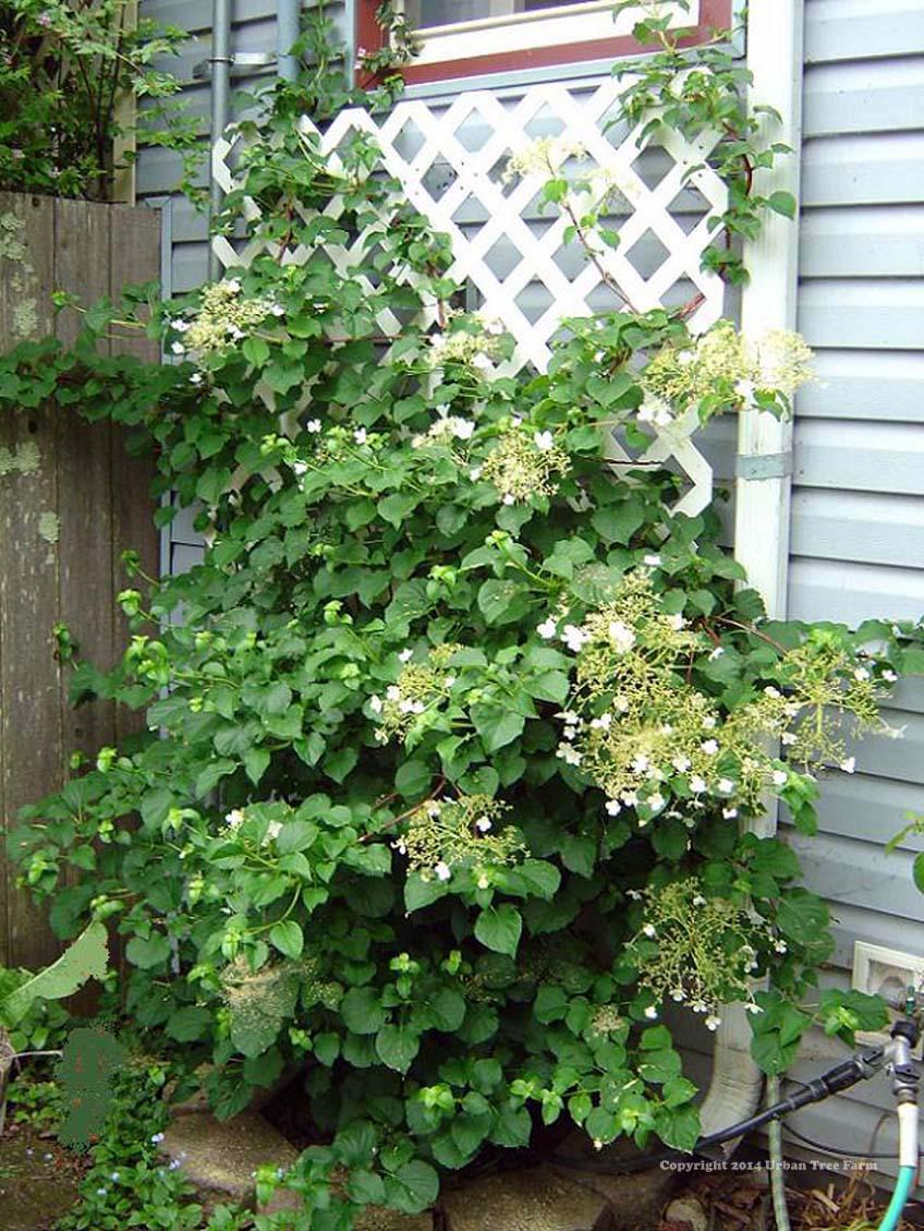 Hydrangea Petiolaris Staked - View 1 from www redcrocus com