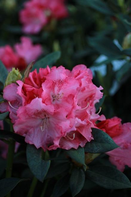 Rhododendron Solidarity - View 12 from www redcrocus com