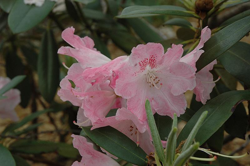 Rhododendron Solidarity - View 13 from www redcrocus com