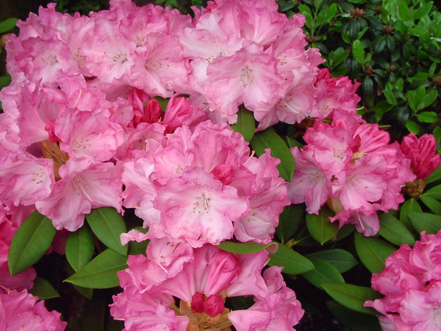 Rhododendron Solidarity - View 17 from www redcrocus com