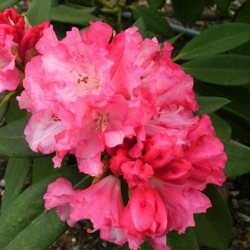 Rhododendron Solidarity - View 18 from www redcrocus com