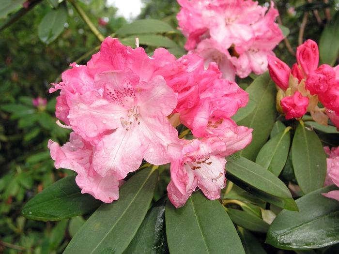 Rhododendron Solidarity - View 19 from www redcrocus com