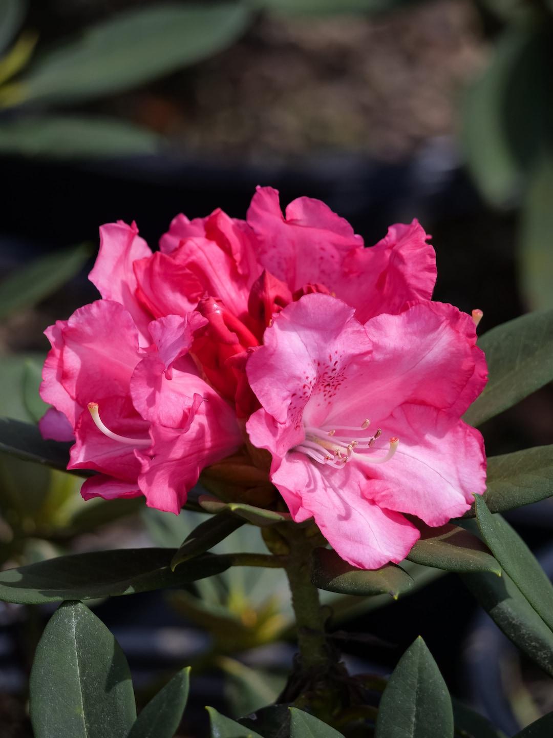 Rhododendron Solidarity - View 20 from www redcrocus com