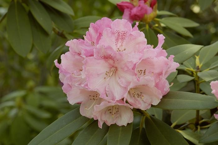 Rhododendron Solidarity - View 2 from www redcrocus com