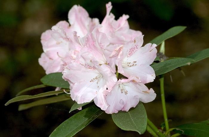 Rhododendron Solidarity - View 3 from www redcrocus com