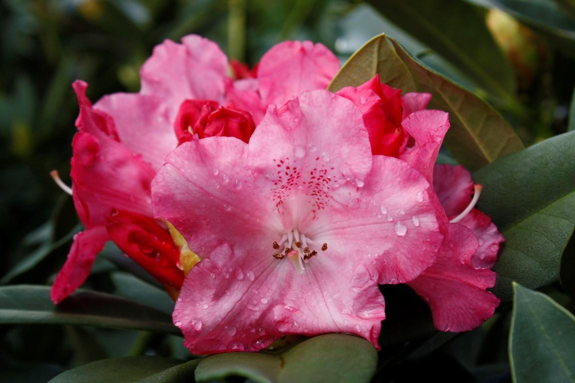 Rhododendron Solidarity - View 4 from www redcrocus com