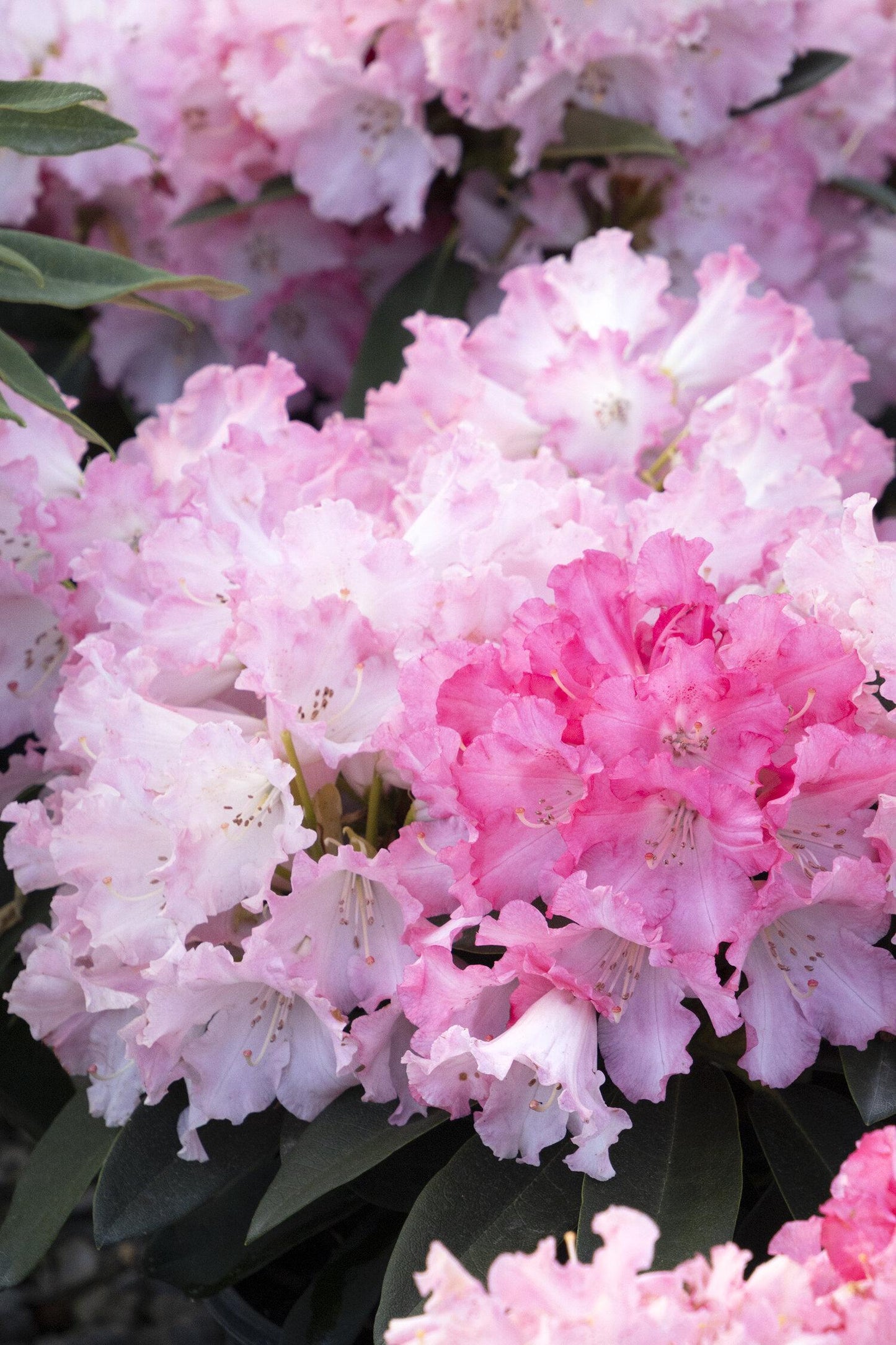 Rhododendron Solidarity - View 6 from www redcrocus com