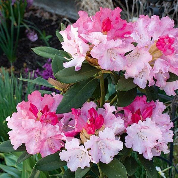 Rhododendron Solidarity - View 7 from www redcrocus com