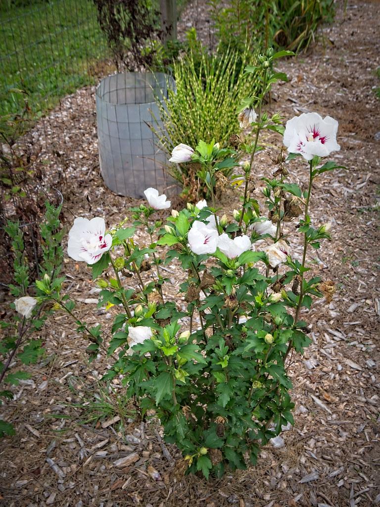Hibiscus Syriacus Bali - View 12 from www redcrocus com