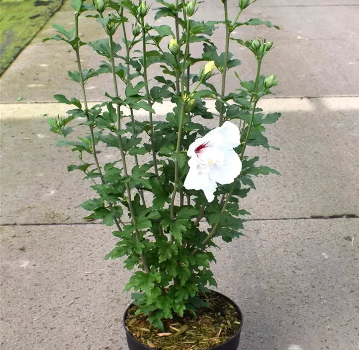 Hibiscus Syriacus Bali - View 12 from www redcrocus com