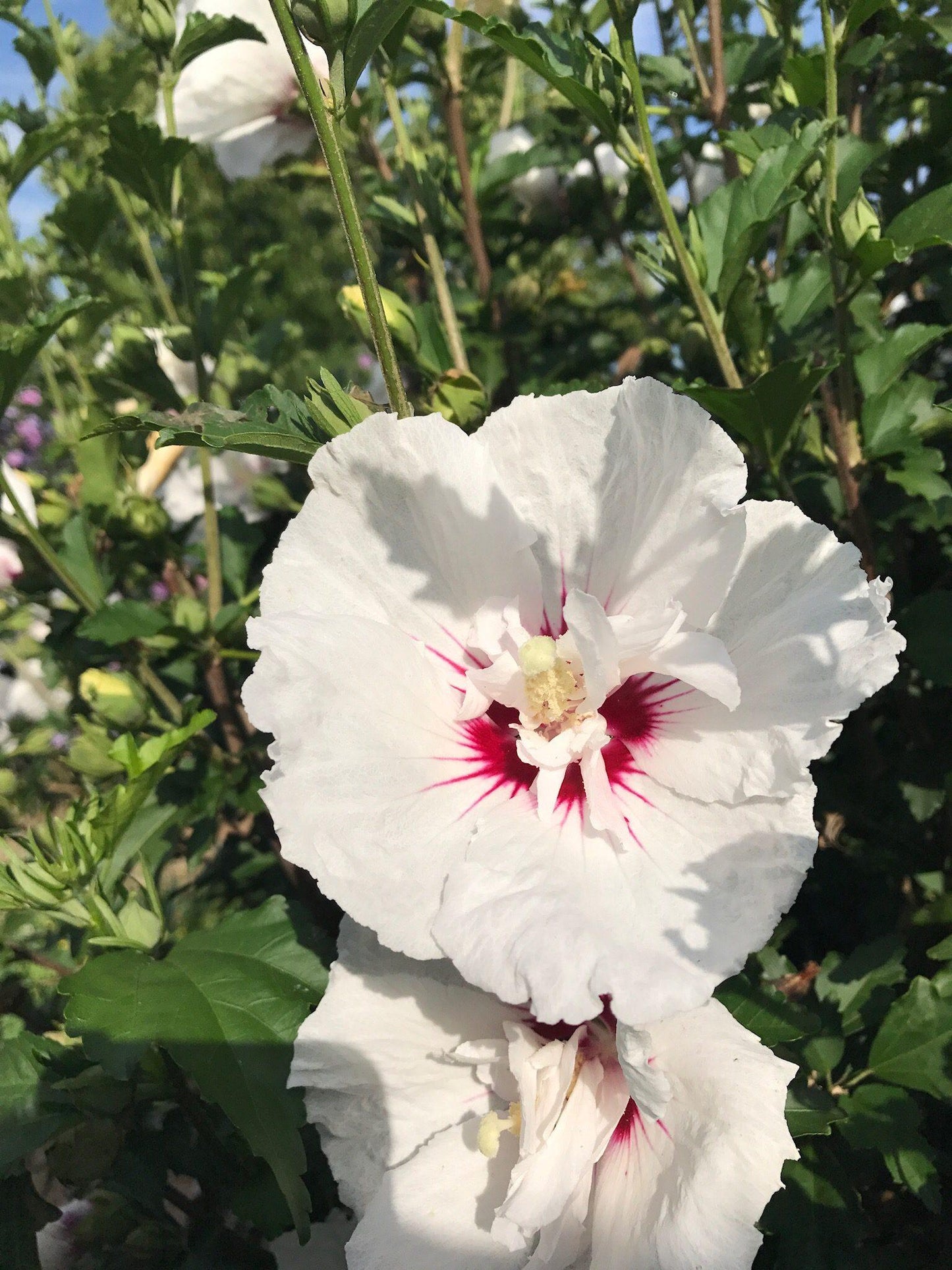 Hibiscus Syriacus Bali - View 13 from www redcrocus com