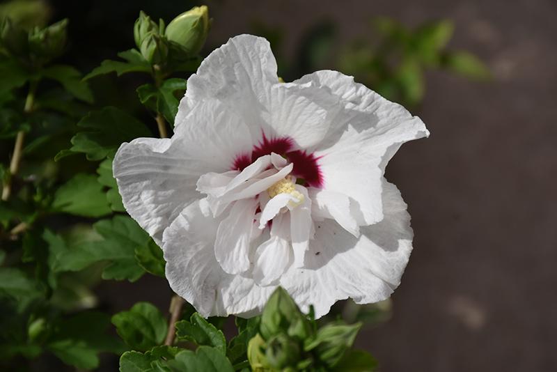 Hibiscus Syriacus Bali - View 14 from www redcrocus com