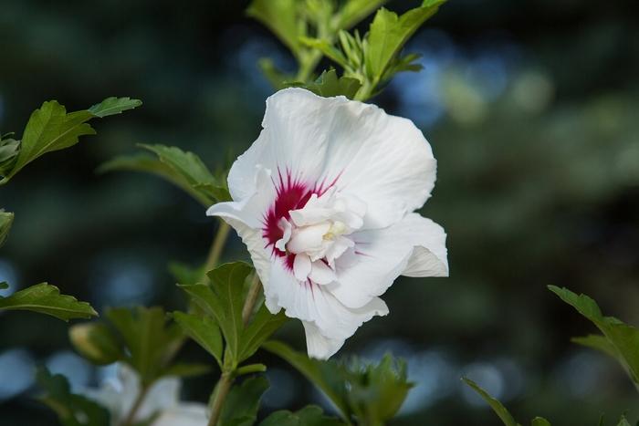 Hibiscus Syriacus Bali - View 15 from www redcrocus com