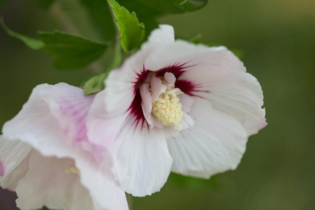 Hibiscus Syriacus Bali - View 16 from www redcrocus com