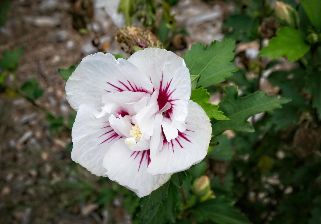 Hibiscus Syriacus Bali - View 1 from www redcrocus com