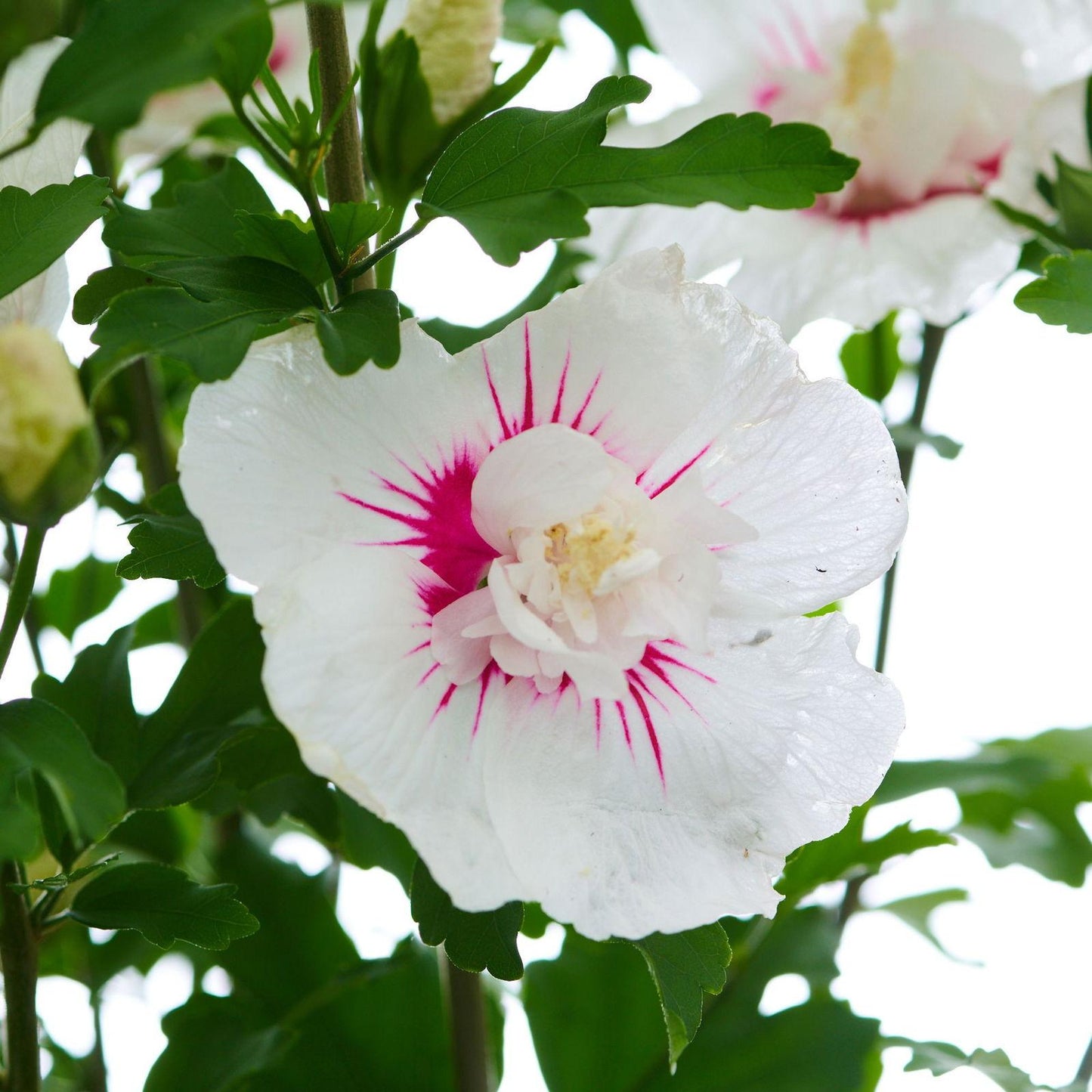 Hibiscus Syriacus Bali - View 2 from www redcrocus com