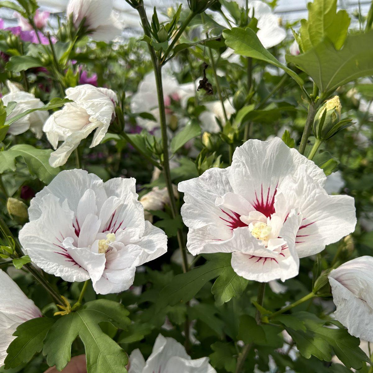 Hibiscus Syriacus Bali - View 3 from www redcrocus com