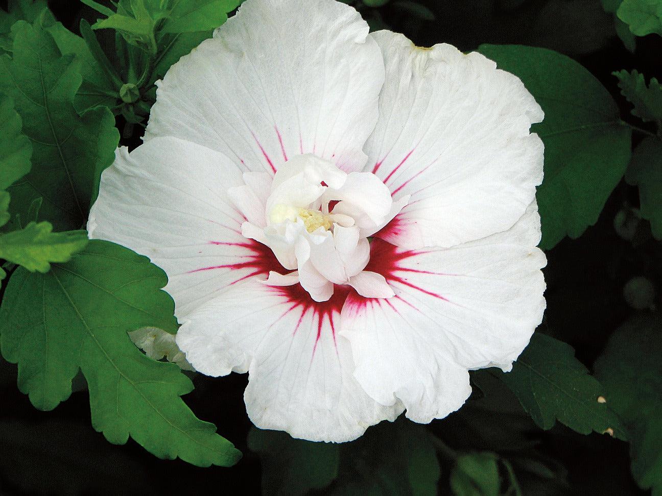 Hibiscus Syriacus Bali - View 4 from www redcrocus com
