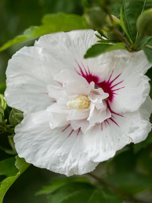 Hibiscus Syriacus Bali - View 6 from www redcrocus com
